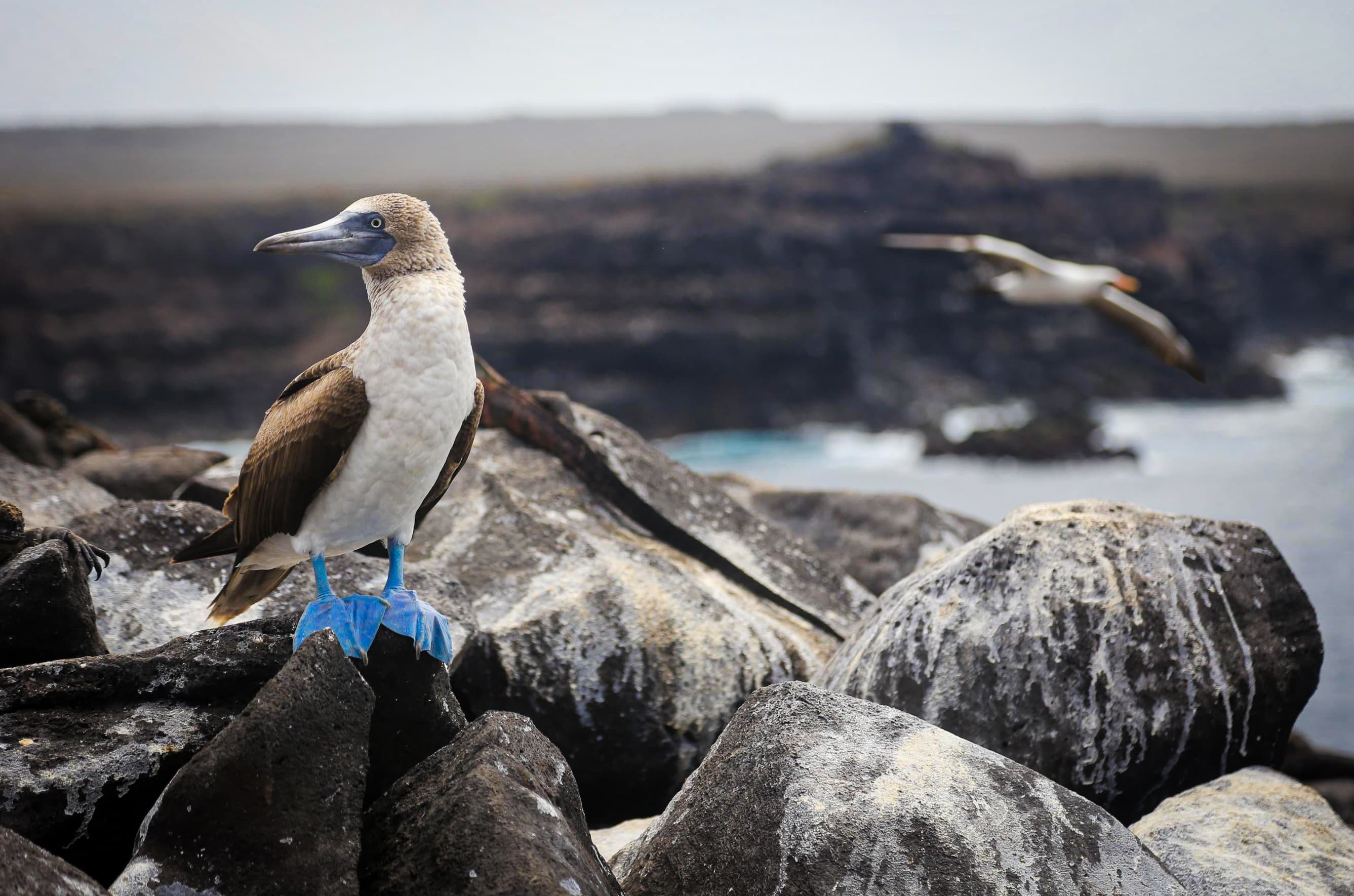 Blue-Footed Booby